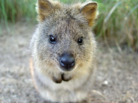 I got Big Nose and Little Eyes - nose, quokka, big, with