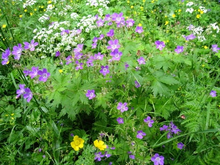 Summer-time - green, flowers, yellow, blue