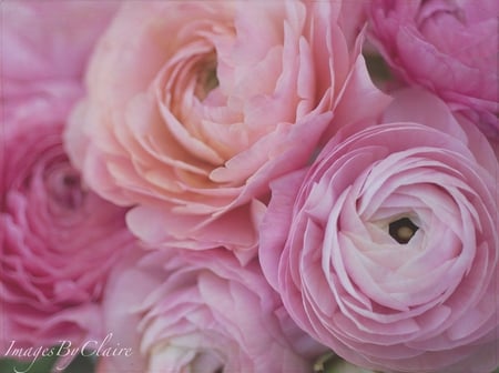 roses for moonlitnirmal - roses, pink, still lie, beautiful, bouquet