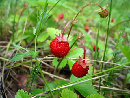 Wild Berry - green, leaf, berry, red