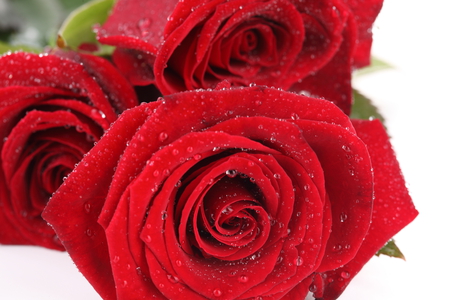 Red roses - nice, roses, photography, bouquet, rose, cool, drops, harmony, wet, gentle, romantic, red, beautiful, flowers, photo, flower, elegantly