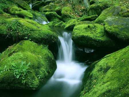 Splashing through the green - forest, waterfall, green, cascading