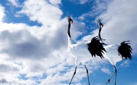 Red-crowned_Cranes. - white, beauty, nature, sky, clouds, blue, animals, birds