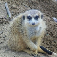 Meerkat