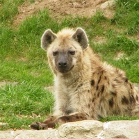 Spotted Hyena