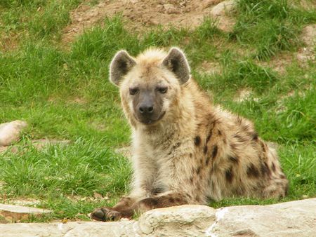 Spotted Hyena - spotted hyena, spotted, carnivore, hyena