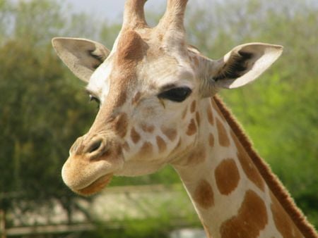 Giraffe - neck, spotted, herbivore, giraffe