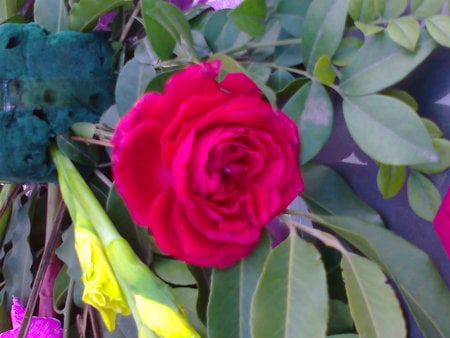 Rose - flowers, rose, nature, red