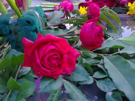 Roses - nature, flowers, roses, red