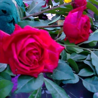 Red roses