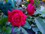 Red roses