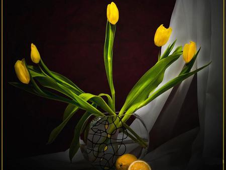 yellow tulips