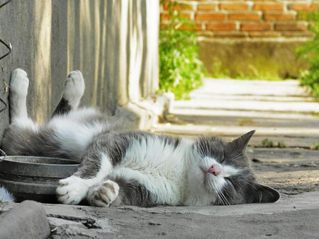 Dead to the World - ears, tail, paws, cat, photograph, fur, animal, whiskers, claws, sleeping