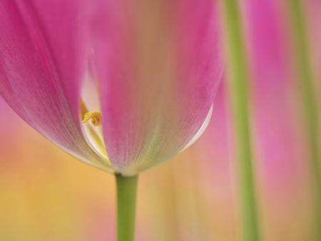 A tulip macro - image, wallpaper, nature, macro, wall, blossom, tulip, photo, photograph, flower