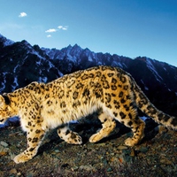 Leopard Mountains