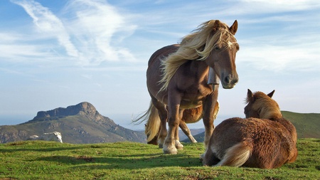 Two Horses Shetlandponies - montain, grass, horses, animals