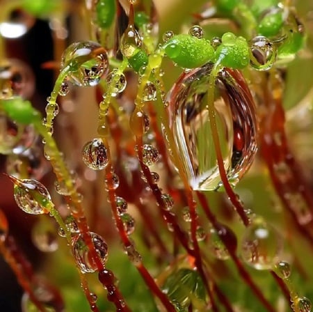 Raindrops - green, drops, grass, pure, pasture, herb