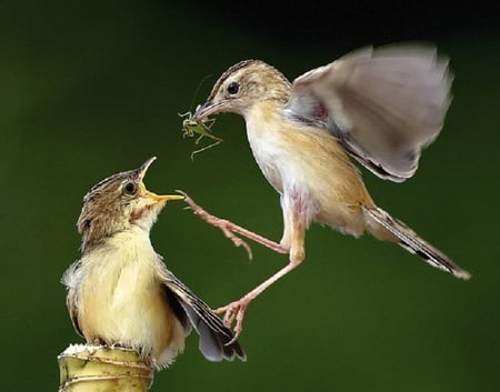 Force Feeding - feed, muther, birds, green, cute, baby