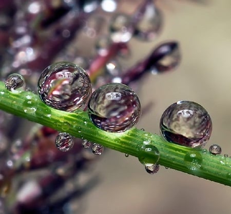 Dew drops - drops, water, reflection, pure, green, grass