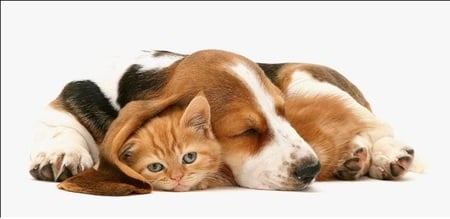 Free Mattress - white, brown, sleep, cat, dog, friends, care, cute