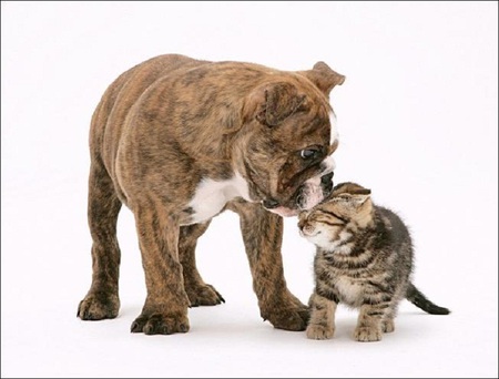 Big kiss - white, brown, dog, friends, kiss, love, cat