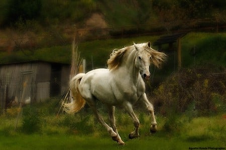 white horse - white, nature, green, power, horse, animals