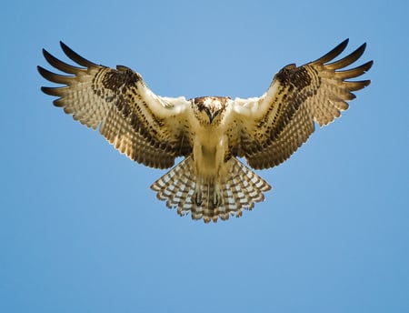 bird - sky, blue, wings, winds, hunter, fly, bird