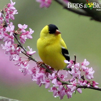 BIRD ON A RED BUD