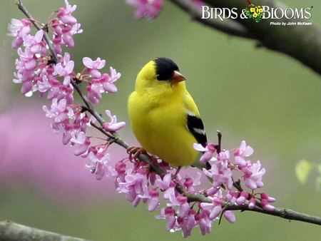 BIRD ON A RED BUD - red, bird, yellow, wild, bud