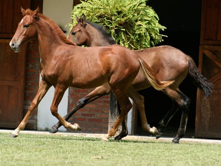 fun - i love horses, horse, horses