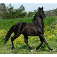 black horse