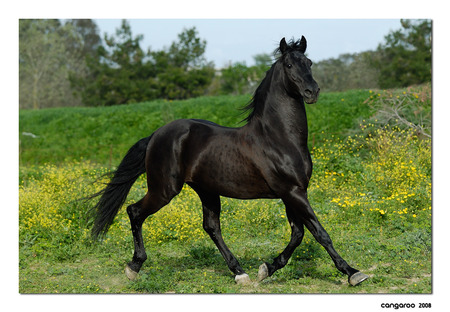 black horse - black, nature, beautiful, green, horse, animals