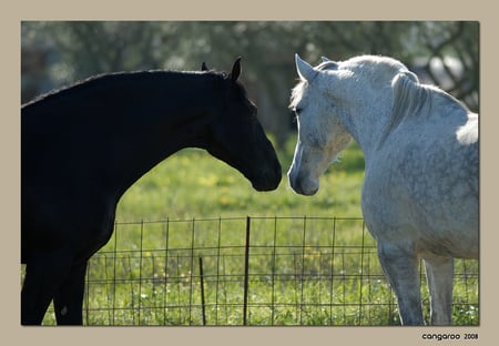 two horses - black, white, nature, horses, lovley, love, animals