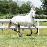 gray horse