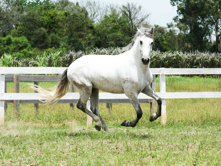 gray horse - i love horses, horse, horses