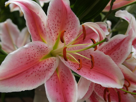 Lily the Pink - leaves, green, flower, pink