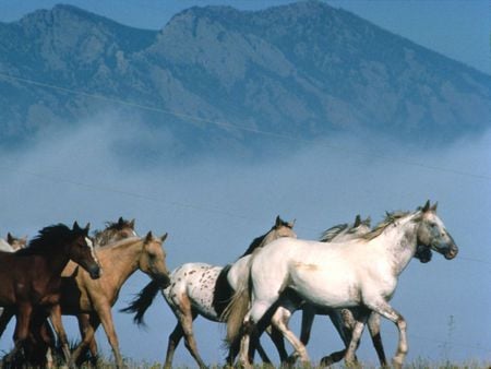 Over the Mountain - clouds, palominos, nature, horses, mountains, sky