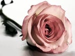 Pink rose