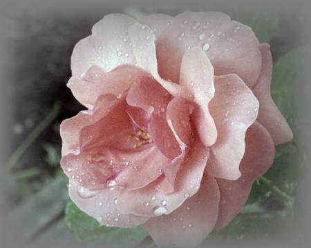 pink rose