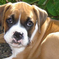 Very Cute Boxer Puppy