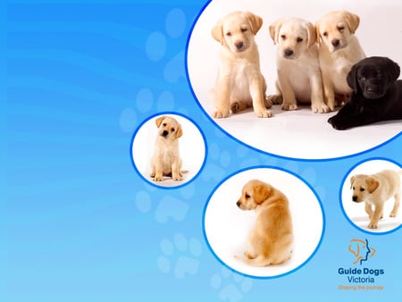 Guide Dog Puppies!!! - fantasy, nature, labrador retrievers, blue, guide dogs, puppies