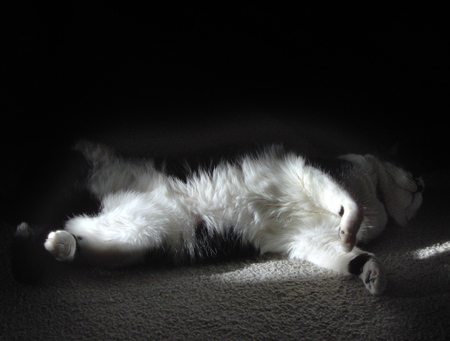 Sammy Sunbathing - black and white, animals, photography, cat