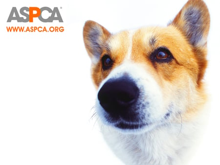 Help the Dogs - wolves, guide puppies, aspca, dogs, puppies