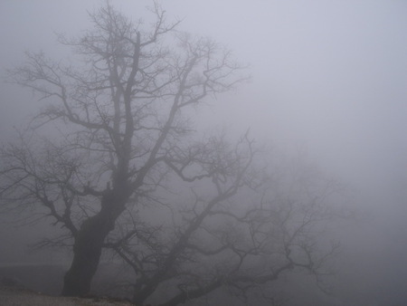 Is He There - trees, night, forest, fog