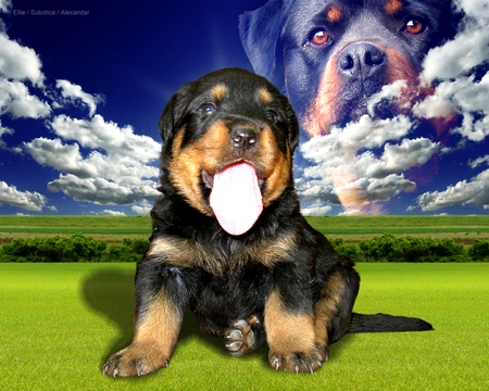 Rottweiler Sky - sky, animals, clouds, rottweilers, meadow, grass, blue skys, puppies