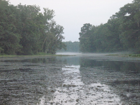 fog comes - fog, dusk, forest, river