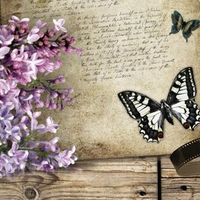 Lilacs Butterfly