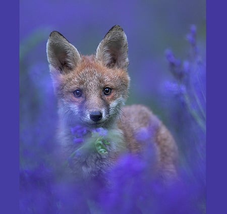 Kit in the bluebells - flowers, black, white, bluebells, fox, kit, bliem red