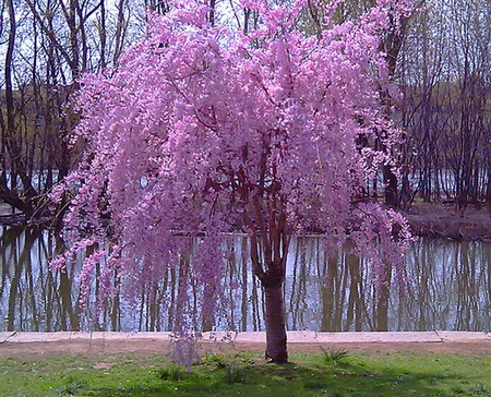 Little Bloomer - blooms, lake, spring, grass, pink