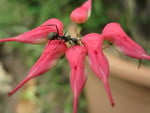 redbird cactus with black ant